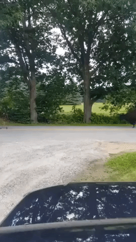 Herd of Bison Spotted on the Loose After Escaping Local Farm