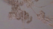 music video pleasure and pain GIF by Josephina