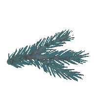 Winter Plant Sticker