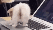 CERTI pets home office quarentena certi GIF