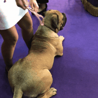 dog show GIF by Westminster Kennel Club