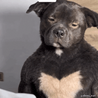 Suspicious Black Dog GIF