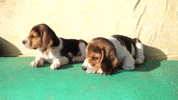 Whats Up Love GIF