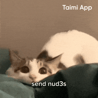 Cats Nudes GIF by Taimi