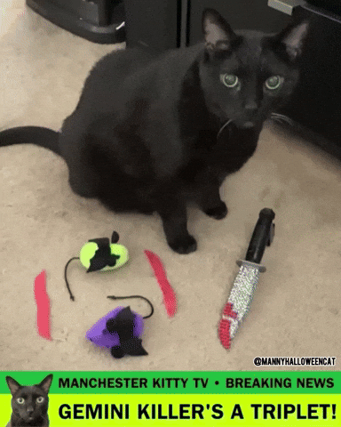 Black Cat Dexter GIF