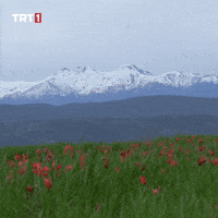 Travel Vacation GIF by TRT