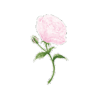 Pink Rose Sticker by Rebecca Powell