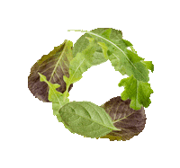 lovemyphilly food morning eating yum Sticker