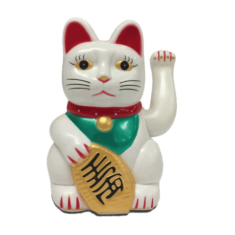 Cat Win Sticker by Paydro