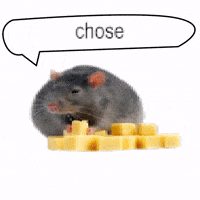 Cheese Mouse GIF