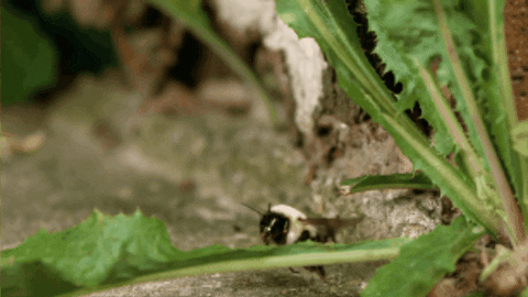 CreatureFeatures giphygifmaker bumblebee GIF