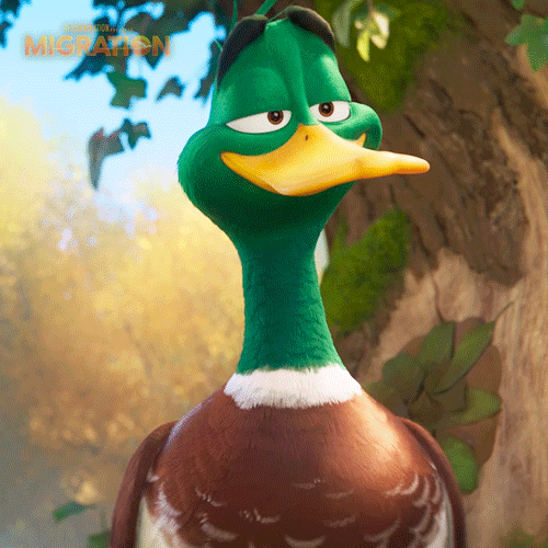 MigrationMovie smile duck marriage proposal GIF