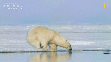 National Geographic GIF by Nat Geo Wild