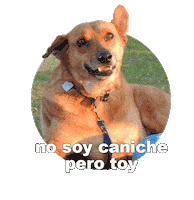 Adoptanocompres Camperito Sticker by El Campito Refugio
