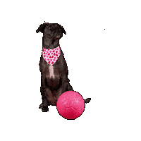 Dog Toy Pink Sticker by Jolly Pets