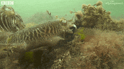 british uk GIF by BBC Earth