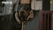 Nat Geo Dog GIF by National Geographic Channel