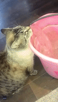 Cool For Cats: Feline Licks Ice Being Melted to Hydrate Animals After Texas Winter Storm
