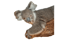 gumbuya_world gumbuya world fun unlocked Sticker