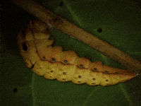 Molting Time Lapse GIF by Ansel Oommen