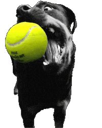 LordBobbel dog ball tennis lord Sticker