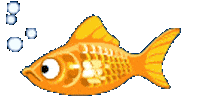 goldfish STICKER