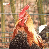 Where Are You Wow GIF by TRT