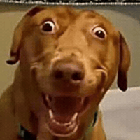 Dog Meme GIF
