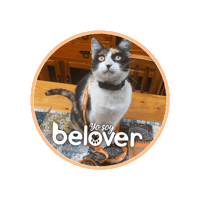 Cat Sticker by Befoods Chile