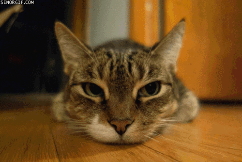 cat puns GIF by Cheezburger
