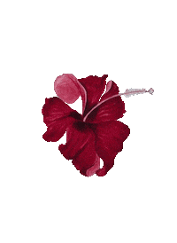 Sarmaya red flowers spring hibiscus Sticker