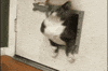fat cat GIF