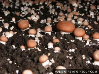 mushroom GIF
