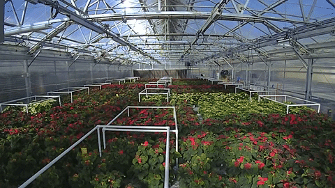 AllisonSylte2 giphyupload GIF