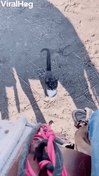 International Cat Day GIF by ViralHog
