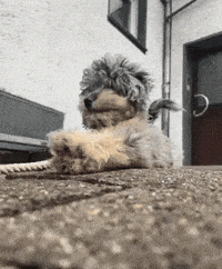Dog Hund GIF by Kevin Röhlig