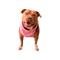 Zara Sticker by tiadessacasapet