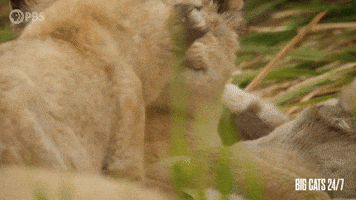 Season 2 Friends GIF by PBS