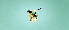 bird flying GIF