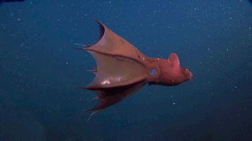 joe hanson sea GIF by PBS Digital Studios