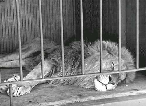 silent film lion GIF
