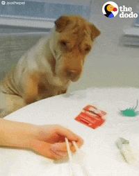 tapping shar pei GIF by The Dodo