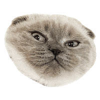 Scottish Fold Reaction Sticker