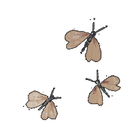 Spring Butterfly Sticker