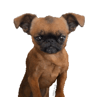 Brussels Griffon Yes Sticker by MISO PUP