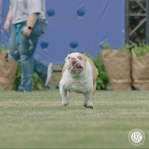 GIF by American Kennel Club