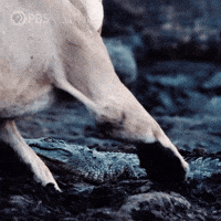 Pbs Nature Lion GIF by Nature on PBS