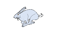 Hase Sticker by Susann Stoebe