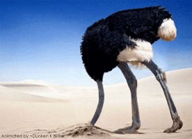 Ostrich Avestruz GIF by Amnistía Internacional España