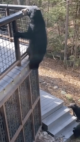 Momma Bear Skillfully Scales Porch Ledge